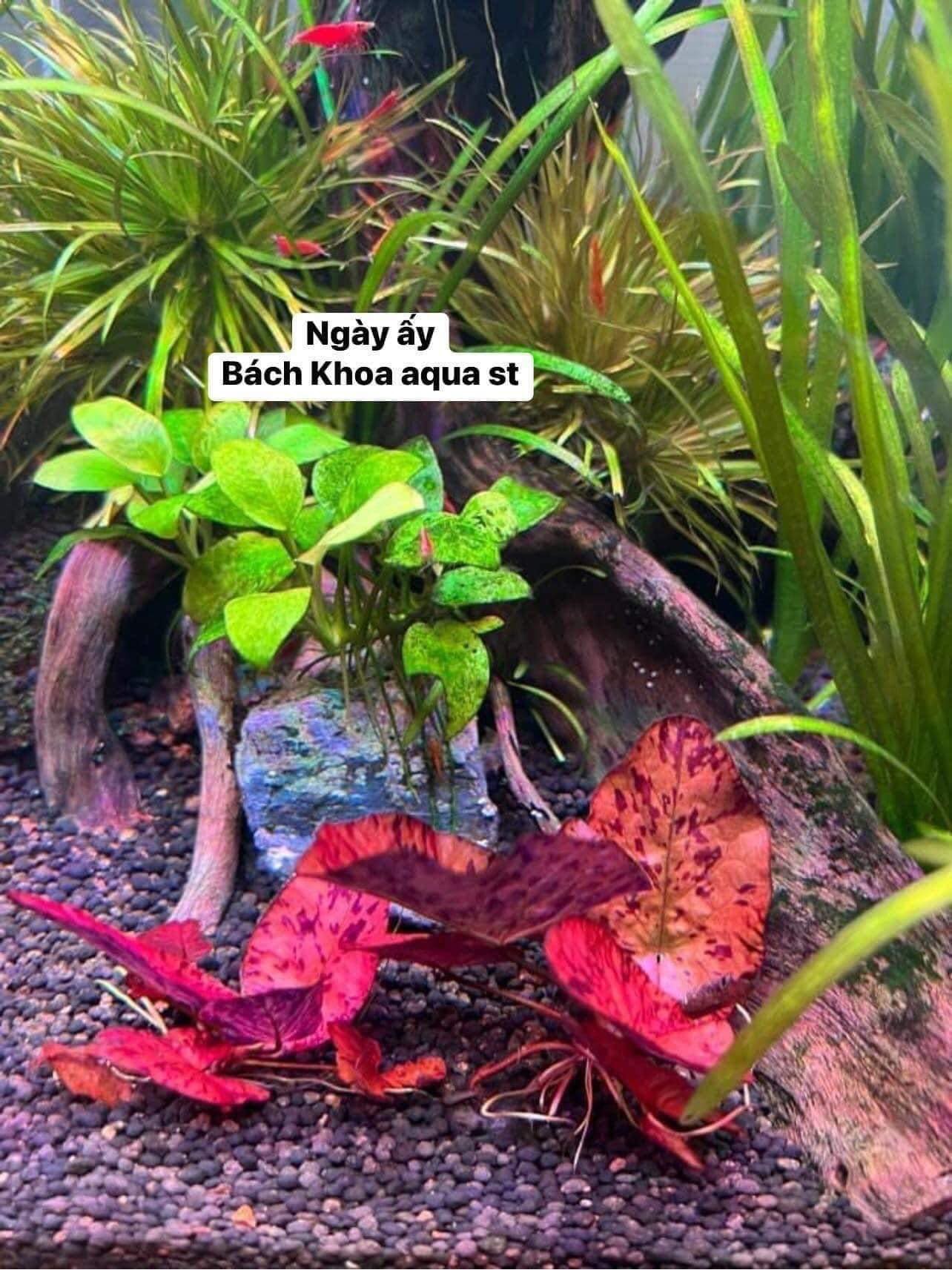 Súng xác pháo